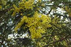 Acacia decurrens